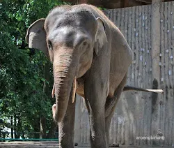 gajah sumatera kebun binatang ragunan jakarta