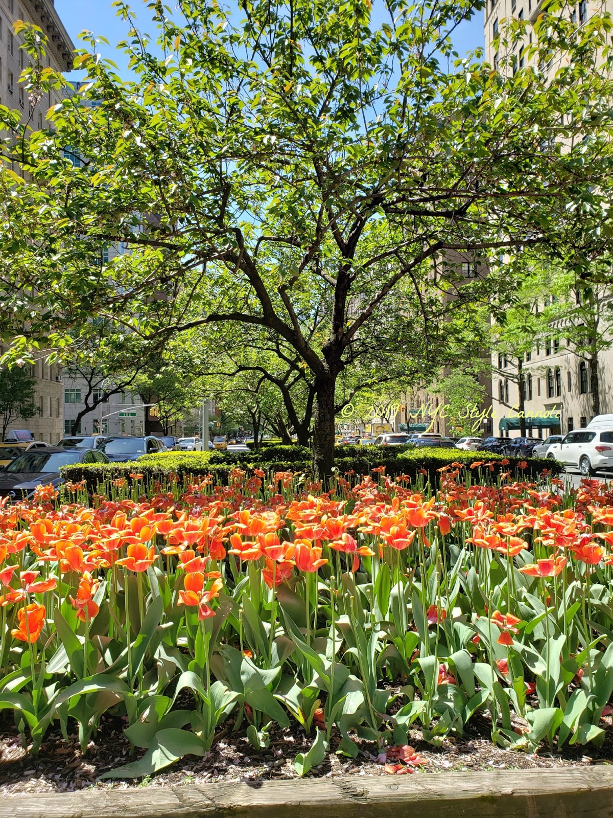 Summer Flowers in New York City and 40 Carrots NYC, Style & a little