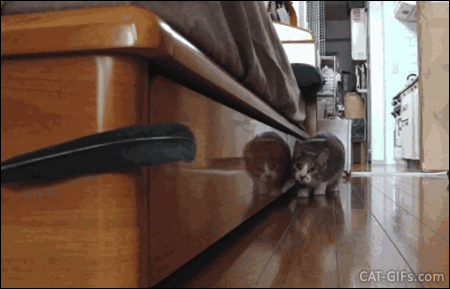 Amazing Cat GIF • Stalking cat is stalking. Ninja Cat "Hunting mode" activated. Don't blink, you are dead! Amazing Cat GIF • Stalking cat is stalking. Ninja Cat "Hunting mode" activated. Don't blink, you are dead!