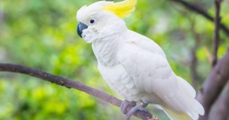 31 Mimpi burung kuning