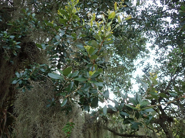 Myrsine cubana Myrsine cubana