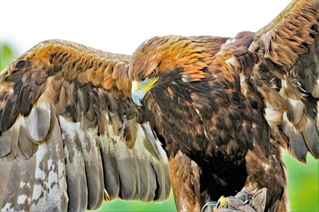 Golden Eagles are strong dangerous birds in the world.