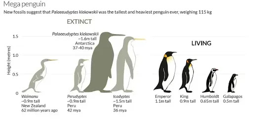Extinct Animal of the Week: Penguins Part II