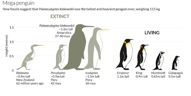 Extinct Animal of the Week: Penguins Part II