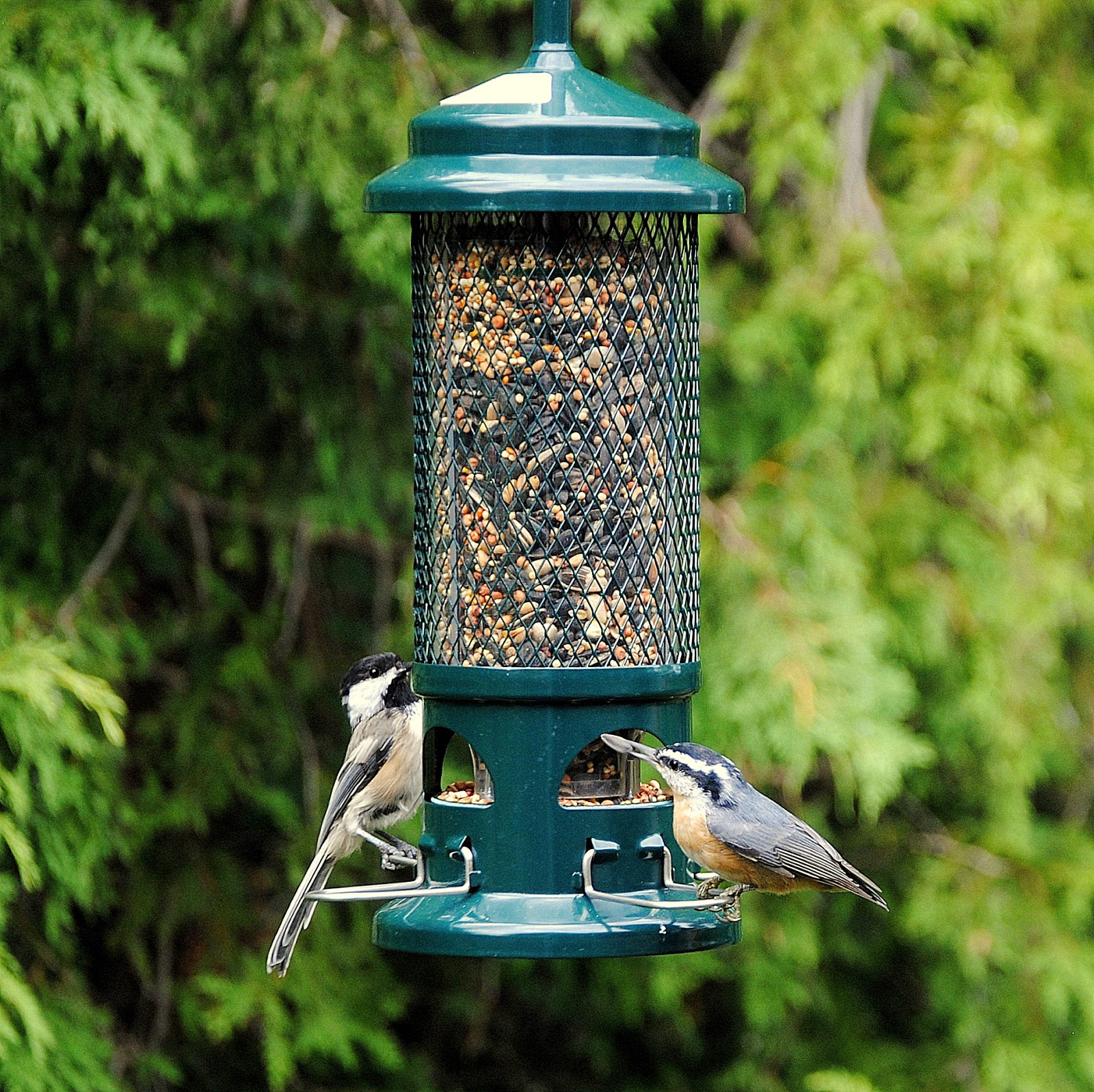 Barry The Birder New Feeder Is The Best Yet