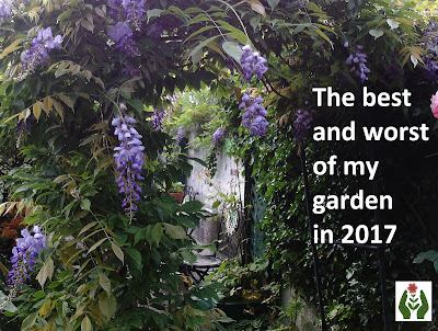 wisteria garden review of 2017 Green Fingered Blog