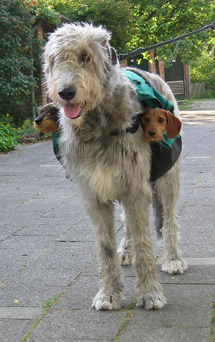 Hilarious Pictures Of 24 Adorable Though Giant Wolfhounds