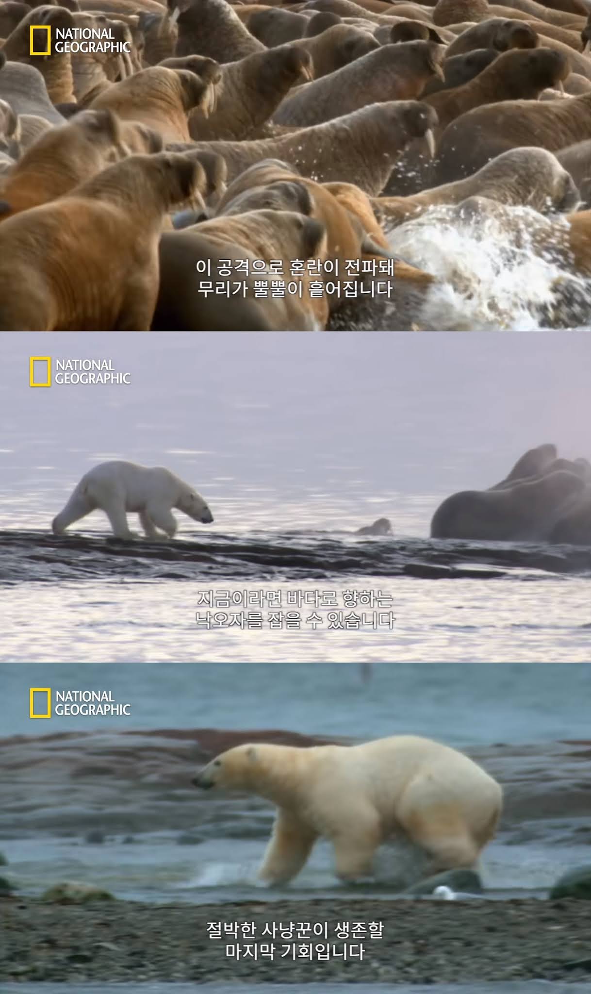북극곰의 바다코끼리 사냥 - 짤티비