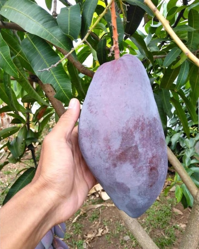 Bibit tanaman mangga red emperor VALID BELI 3 BONUS BIBIT ANGGUR Kediri