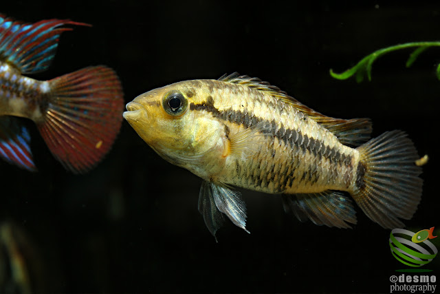 Apistogramma eleutheria