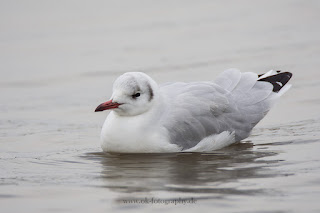 Naturfotografie Wildlifefotografie Strand Sahlenburg