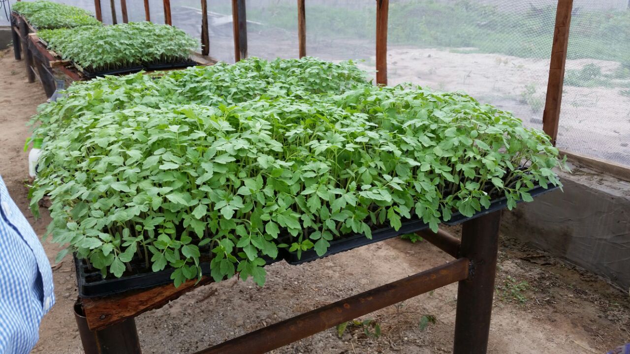 A TO Z YOU NEED TO RAISE TOMATO NURSERY (PART TWO) HYBRID VEGGIES