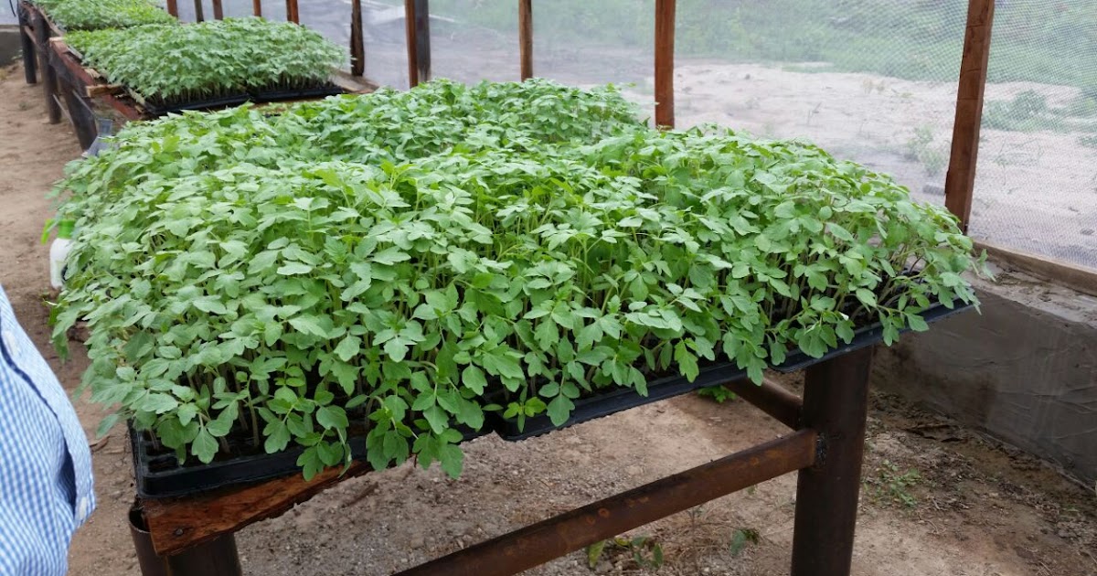 A TO Z YOU NEED TO RAISE TOMATO NURSERY (PART TWO) HYBRID VEGGIES