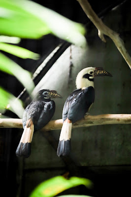 Negros%2BForestpark4