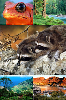 Бесплатные картинки пейзажей животных на рабочий стол
