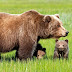 Αρκούδα με τα μικρά της “κόβει” βόλτες σε χωριό της Ηπείρου