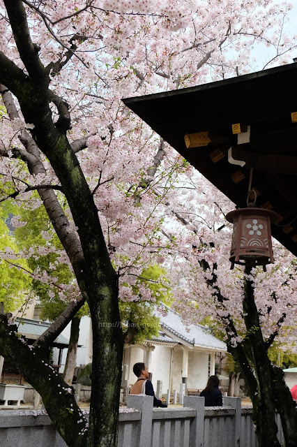 Osaka Tenmangu Shrine Sakura