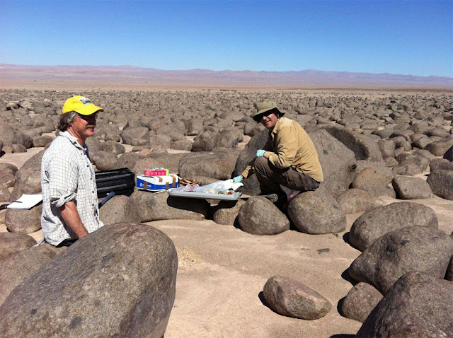 existe vida no deserto, e muita