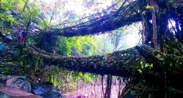 Double Decker root bridge, Meghalaya Cherrapunji