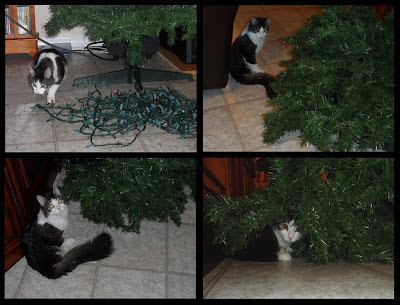 Anakin Cat with Two Legs & his Christmas Tree