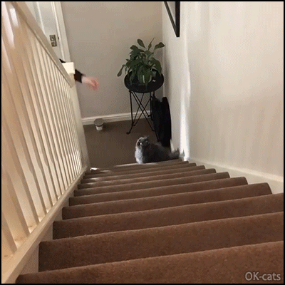 Amazing Cat GIF • Faster cat ever climbing up stairs like arocket for a ‘dreamie’, with her head remaining completely still! Amazing Cat GIF • Faster cat ever climbing up stairs like arocket for a ‘dreamie’, with her head remaining completely still!