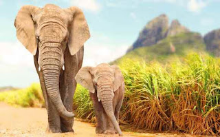 हाथी के बारे में जानकारी ▷ some facts about elephant in hindi हाथी के बारे में जानकारी ▷ some facts about elephant in hindi