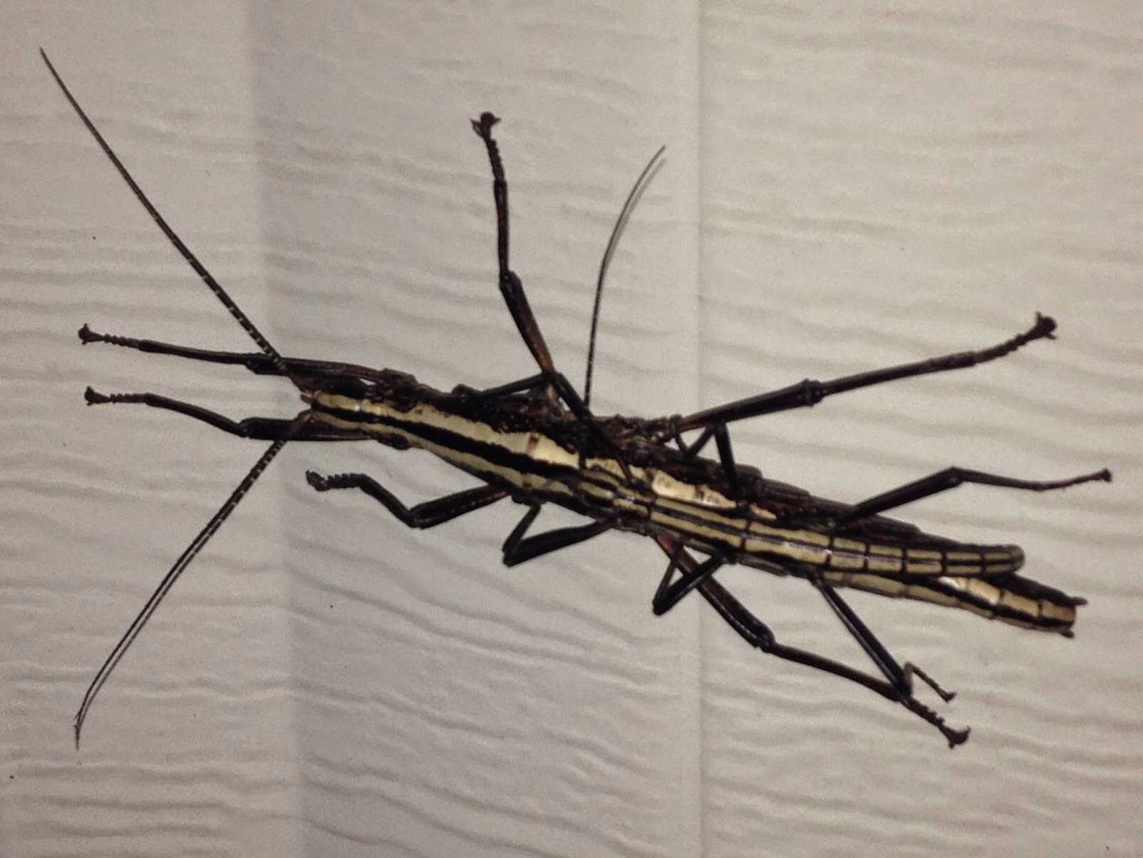 Floridian Nature: Grasshoppers & Walking Sticks