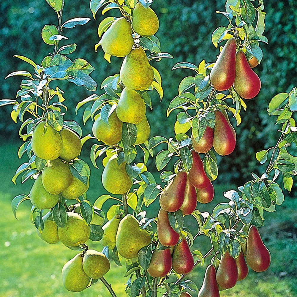 The best dwarf fruit trees to grow in pots Fruit_Gardening My