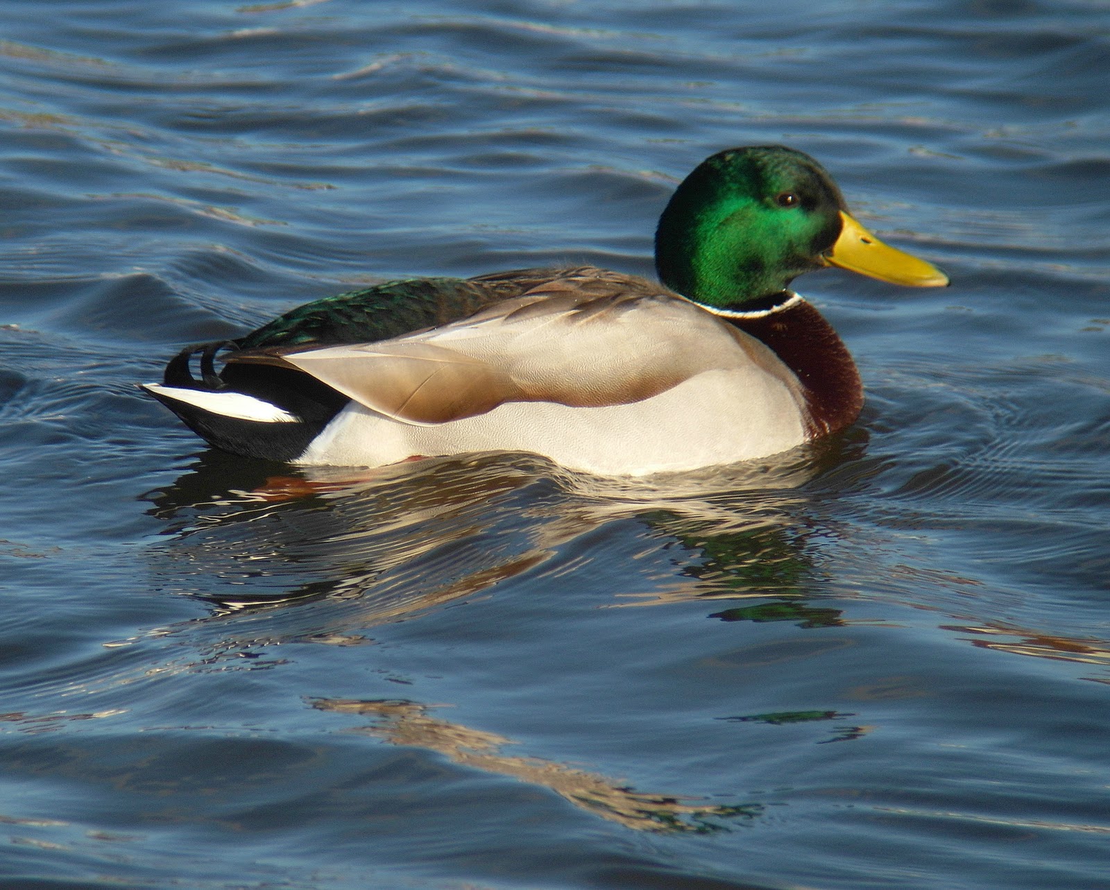 The Great Outdoors Anas Platyrhynchos