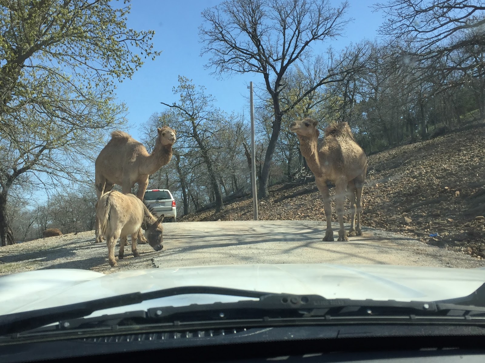 Dads Magee (Video) Arbuckle Wilderness