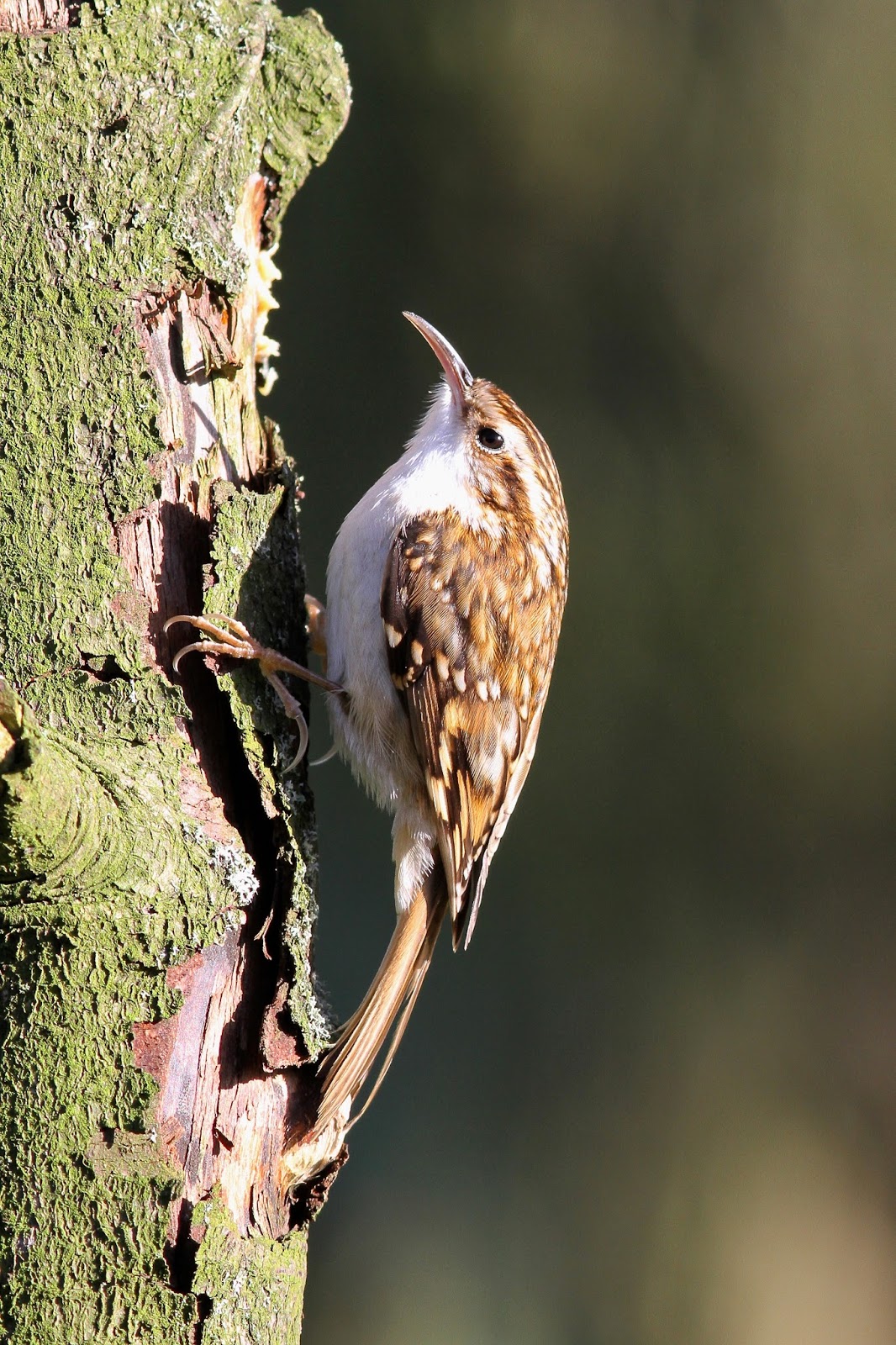 TrogTrogBlog Bird of the week Treecreeper