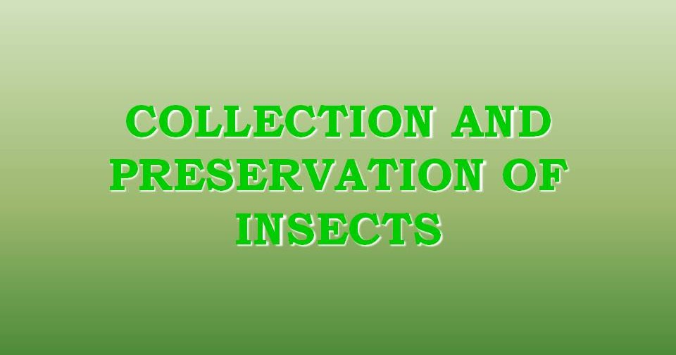 Collection and preservation of insects