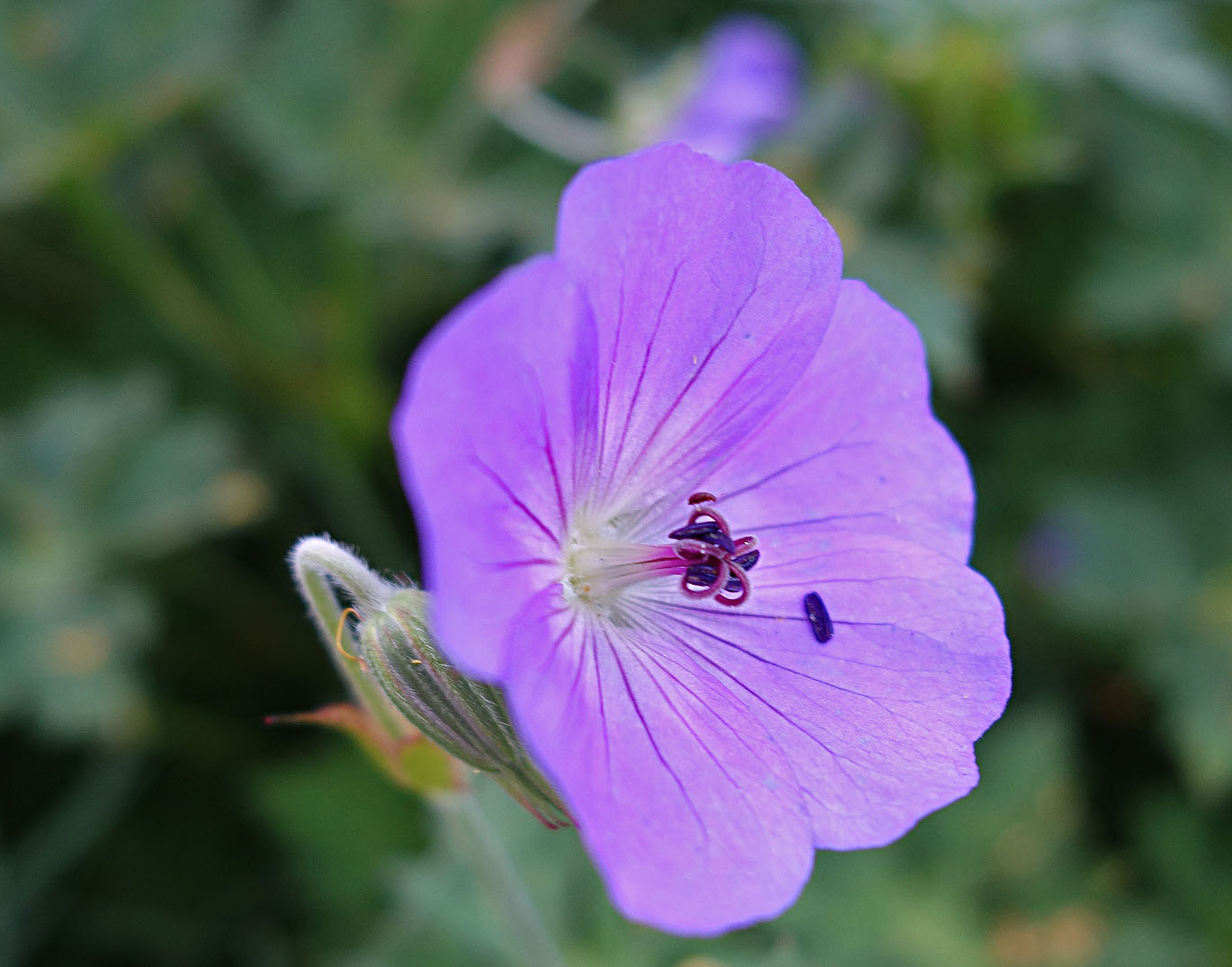 Living the life in Saint-Aignan: More flower photos