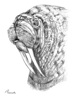 Walrus print by Annake