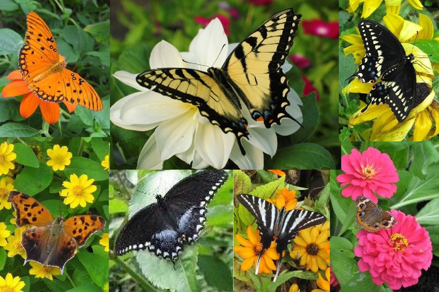 Butterfly gardening
