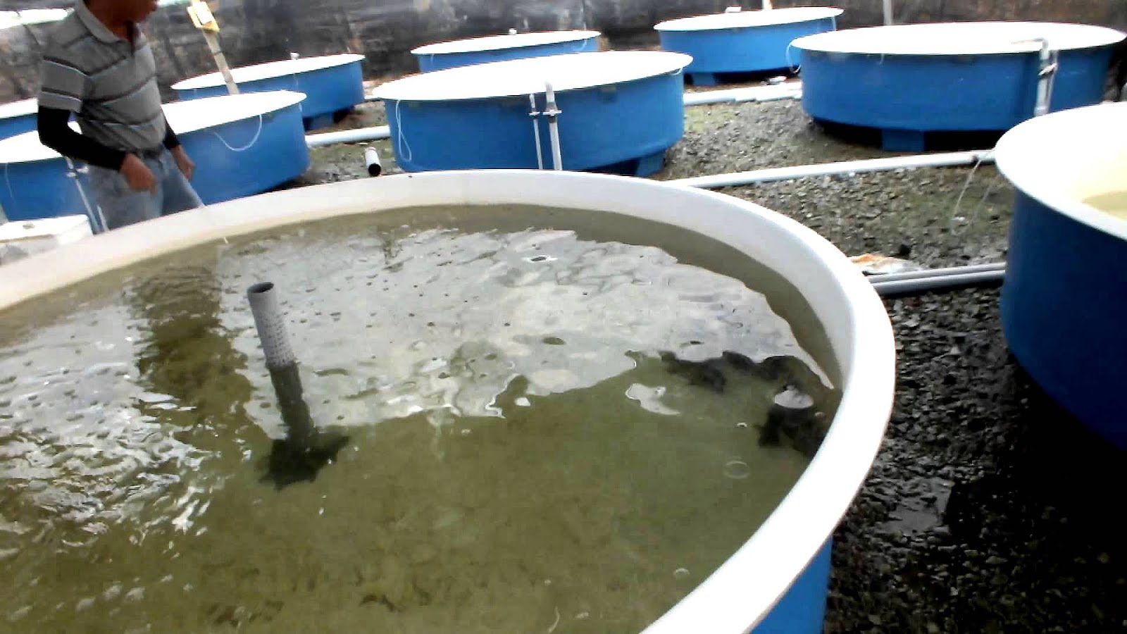 How To Breed Saltwater Fish Fish Choices