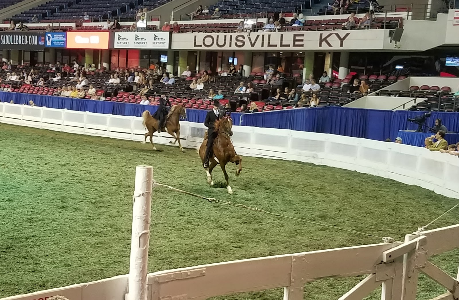 The American Saddlebred 8/25/17 World's Championship Horse Show at