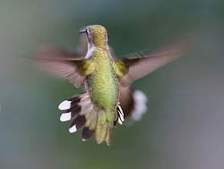 flying fast ruby throated hummingbird hummingbirds facts feeding female hovering air mid helicopter