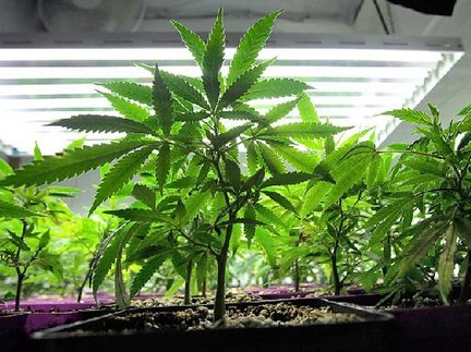 Resultado de imagen para cannabis en periodo vegetativo