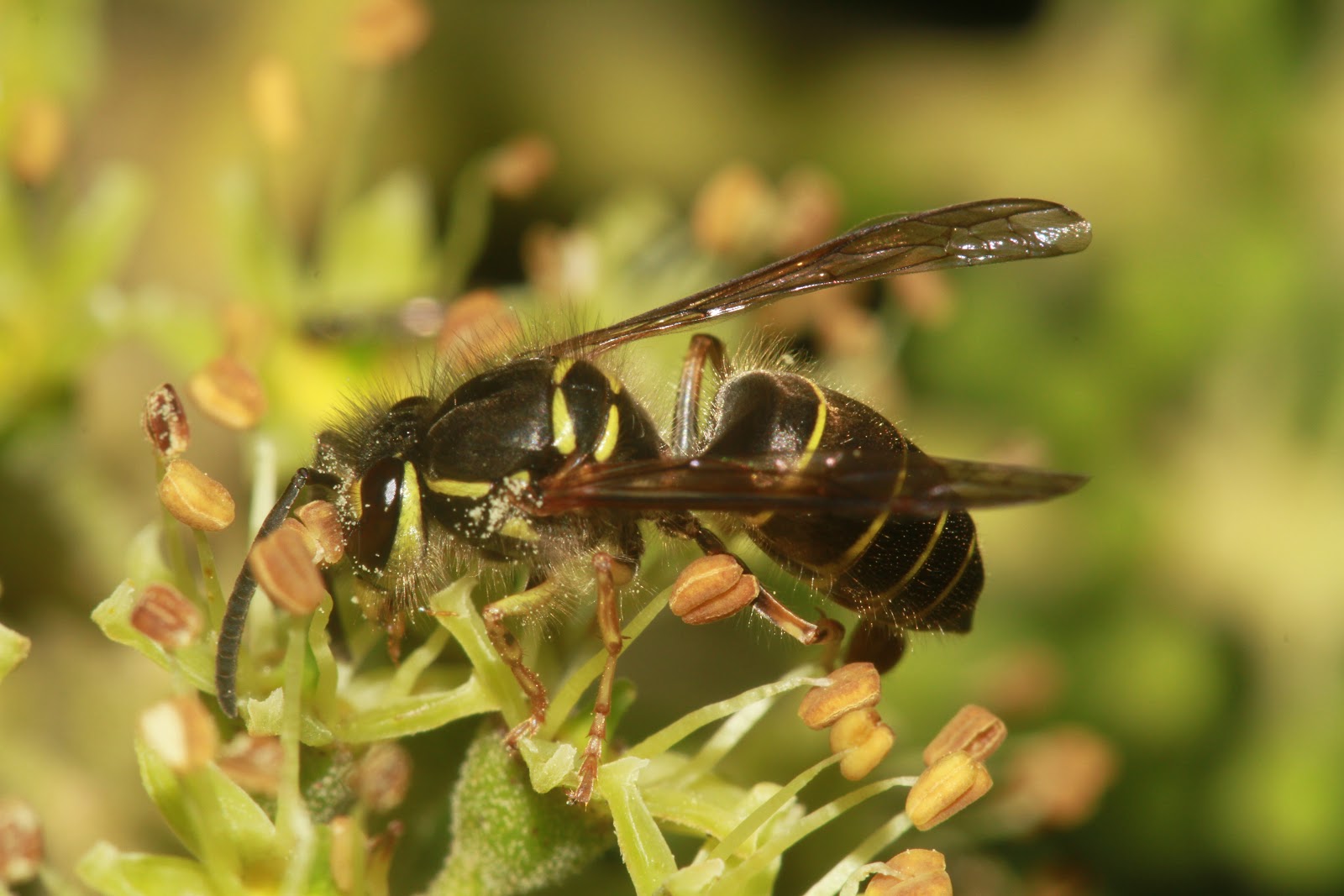台灣胡蜂 : Euodynerus nipanicus subsp. flavicornis Yamane, 1987 矛紋佳盾蜾蠃