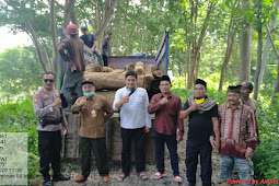 Lagi & Lagi Pencurian Kayu Sonokeling Di Wilayah RPH Kladi Cerme