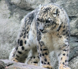 MACAN TUTUL SALJU ( snow leopard)