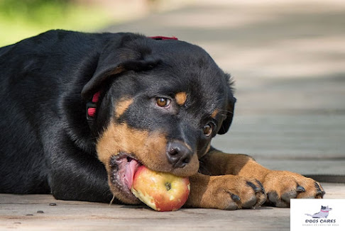 Treats for Your Rottweiler