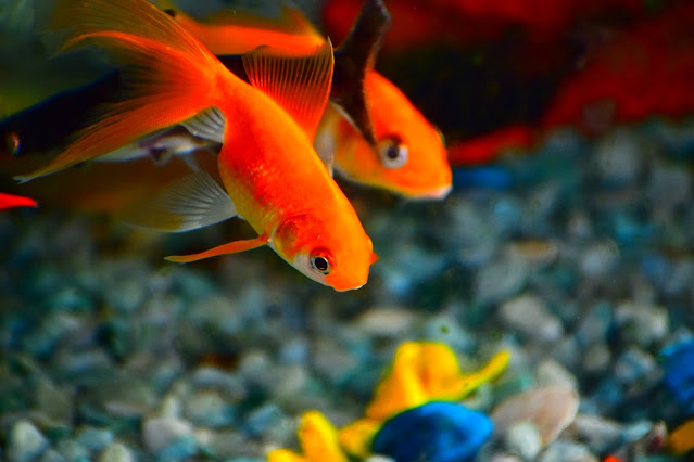 Goldfish Breeding