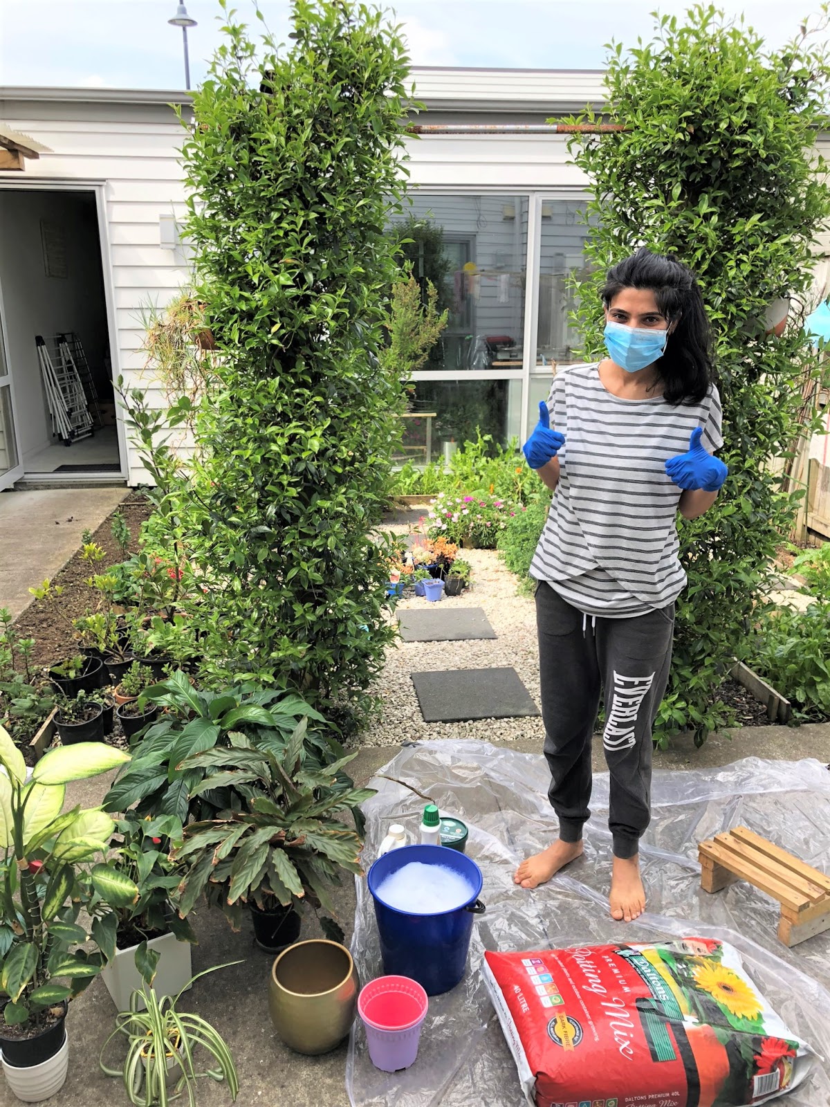 How to Repot Indoor Plants? LIPS n BERRIES