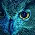 Special Type of DNA in Owl Eyes May Be a 'Lens' That Supercharges Night Vision
