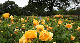 Ruusutarha, rose garden, ruusu, ruusupuisto, irlanti, tralee, rose of tralee, rose garden, rose walk