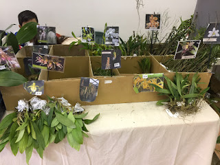 , Mostre primaverili: Horti di Veio e Monteporzio catone 2017, diarid'orchidee