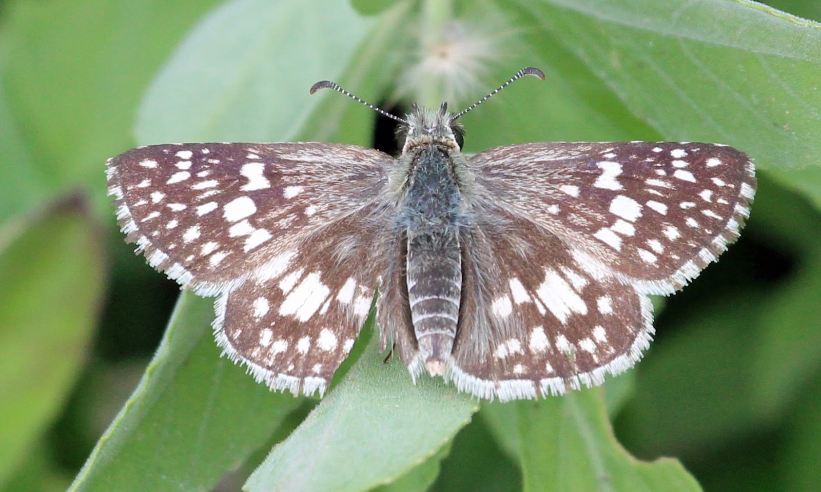Ruminations South Texas Butterflies Part I