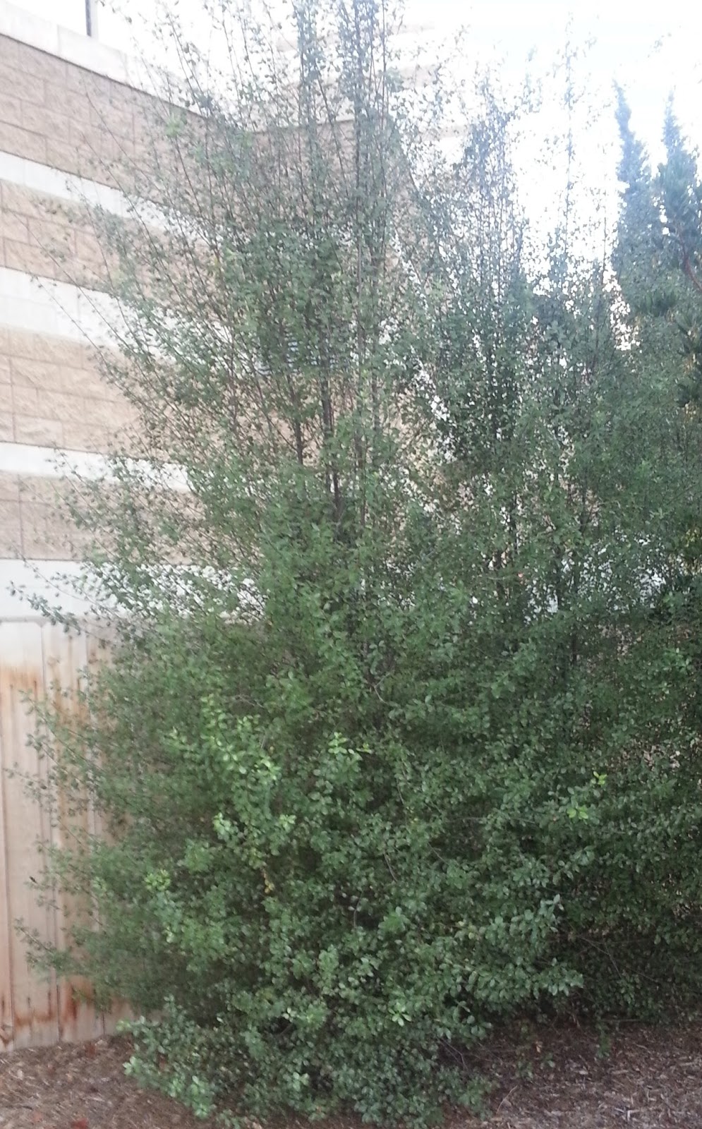 The 2 Minute Gardener Photo Silver Sheen Pittosporum (Pittosporum